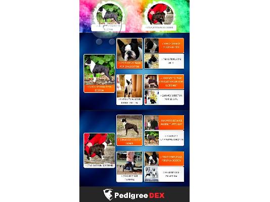 Boston Terrier